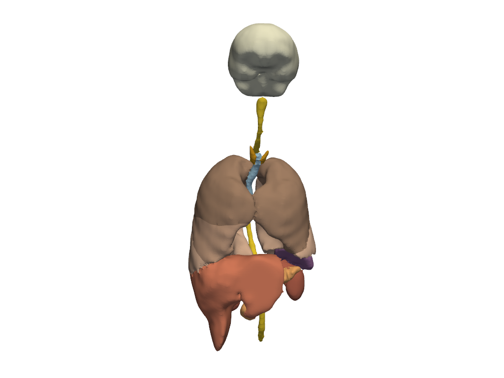 anatomical groups